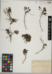 Foto von Salix herbacea L.